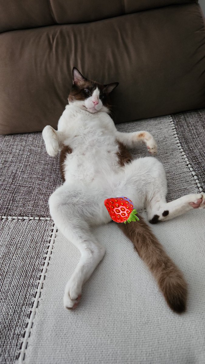 rwnkyu's tweet image. fotos que você receberia se tivesse meu zap
(tirei essas da pasta do zap que enviei pra as amigas