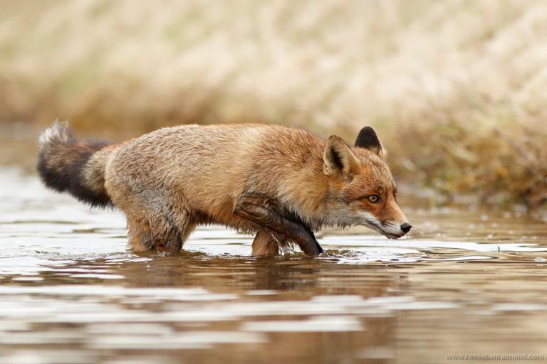 Alanna Gill (@ares18325) on Twitter photo 