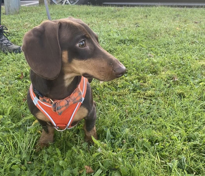 millypod1's tweet photo. 🆘21 OCT 2025 #Lost Pickles #ScanMe
YOUNG Chocolate & Tan Dachshund Miniature Male
Very timid will be hiding😢
#Offerton #Stockport #SK1 #GreaterManchester https://t.co/zQV6iEGPu5 https://t.co/oQQOmOIwbi