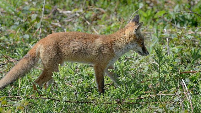 Alanna Gill (@ares18325) on Twitter photo 