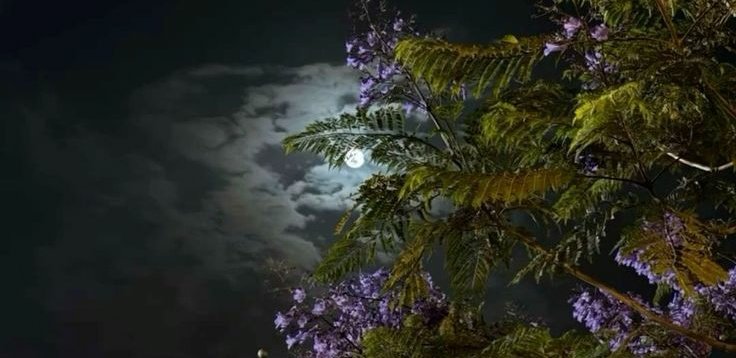 : أنا البدر ما ضرّني سُحبٌ تُغادِر أو أنجُمٍ .