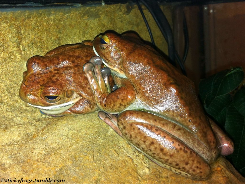 Long Frog and Round Frog are wearing their matching Spotted Sleeping Onesies for today’s Nap on the Top Ledge!