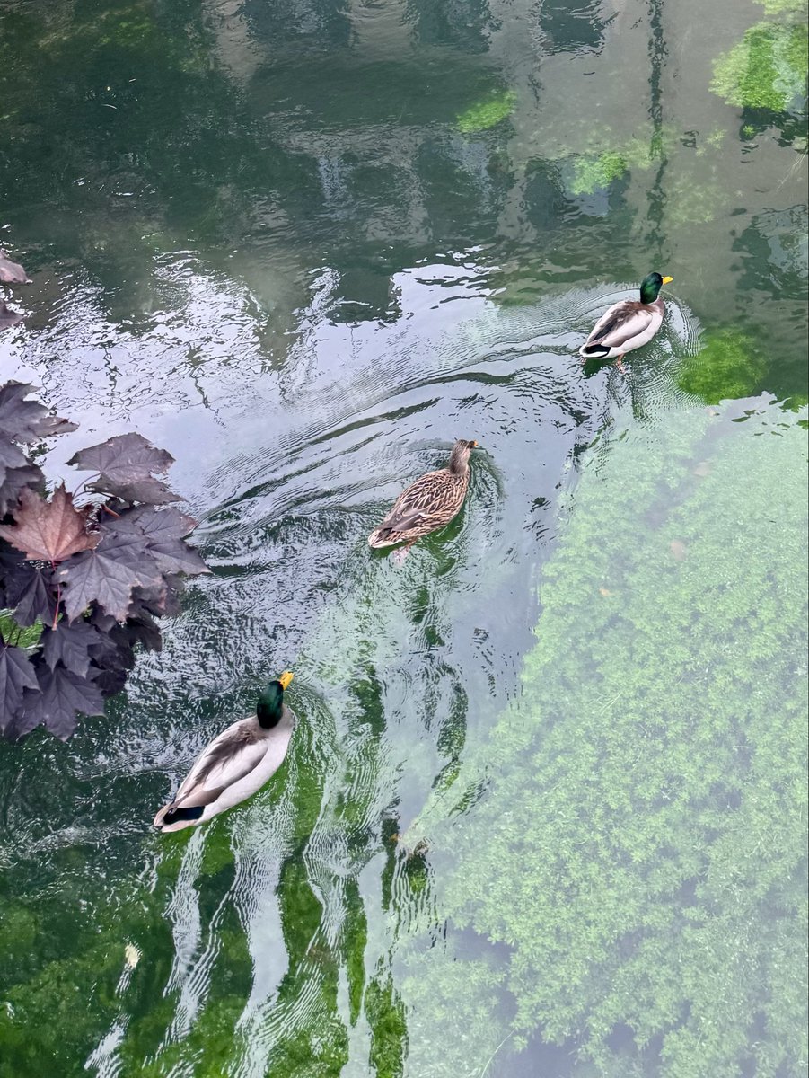 CosimoLibardo's tweet image. Back to my ducks. The news is that they are in a row (until they drift).