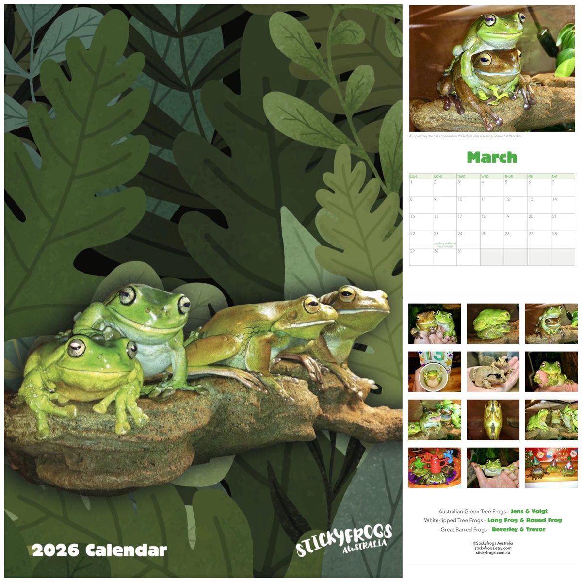 The Stickyfrogs 2026 Calendar is now available in the Stickyfrogs Etsy Shop!
$1 from every calendar this year is being donated to the Amphibian Foundation’s Emergency Relocation Fund!
etsy.com/au/listing/438…
amphibianfoundation.org/index.php/dona…