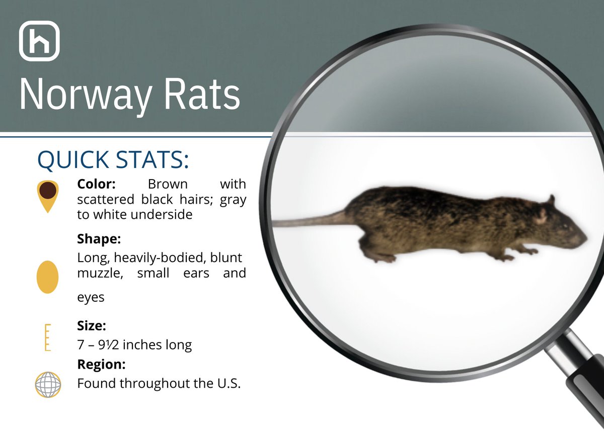 Hawx_Pest_Ctrl's tweet image. It’s Rodent Awareness Week! Today’s spotlight: the Norway rat—a burrowing pest that tunnels under decks and foundations, causing costly damage. See our infographic to learn how to stop them early. Call Hawx at 855-790-5508.
#hawx #hawxsmartpestcontrol #RodentAwarenessWeek…
