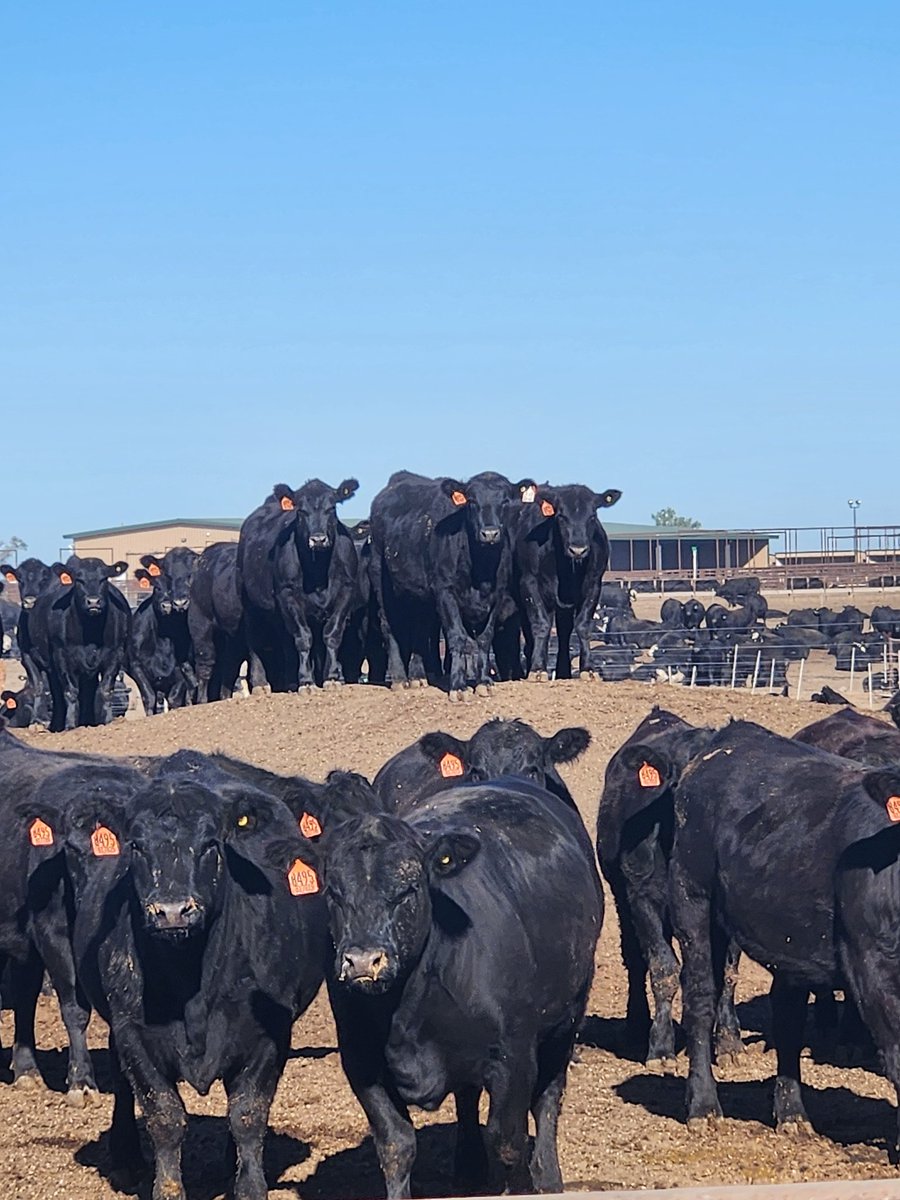 llockefield's tweet photo. My office views on a beautiful Nebraska morning are a great reminder of how lucky we are to live in a country that produces the safest, most nutrient-dense, high-quality, great-tasting product in the world!
#BeefState #BeefProducers @NECattlemen https://t.co/7A6sKNoHLJ