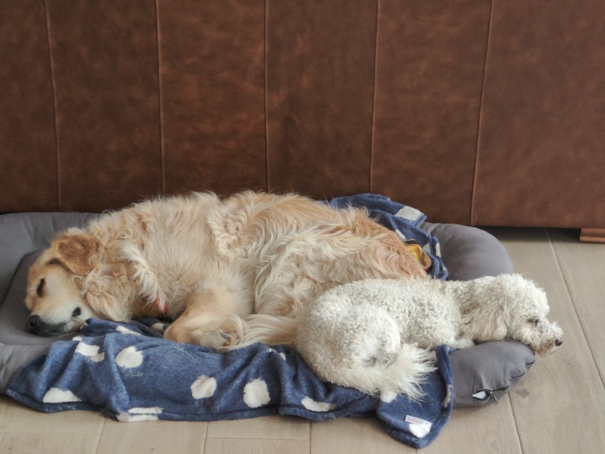 Evening pals, I've been busy on Nursemaid duty this week as Lennie has had his 🥜🥜✂️
As you can see, I take my role very seriously 👨‍⚕️🤣 #nurseWilfie #goldenretriever