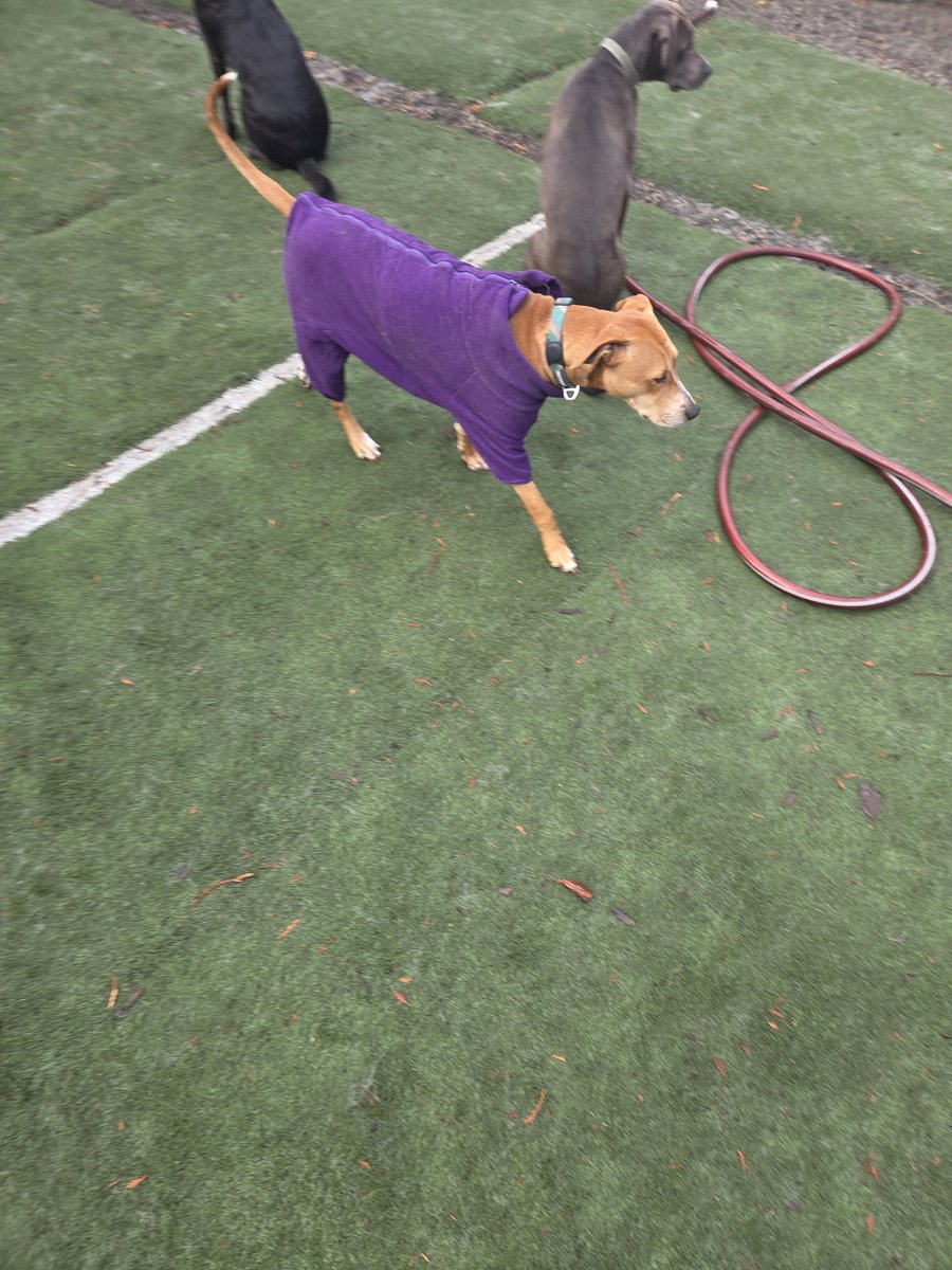 Justinpnn65's tweet photo. Cold day in the PNW so some of the dogs are wearing fleece jackets!!

#dogs #rescuedogs #AdoptDontShop #rescue #rescuedog #plotthound #treeingwalkercoonhound #coonhound #doggydaycare #boarding https://t.co/6fR8UqfVyk