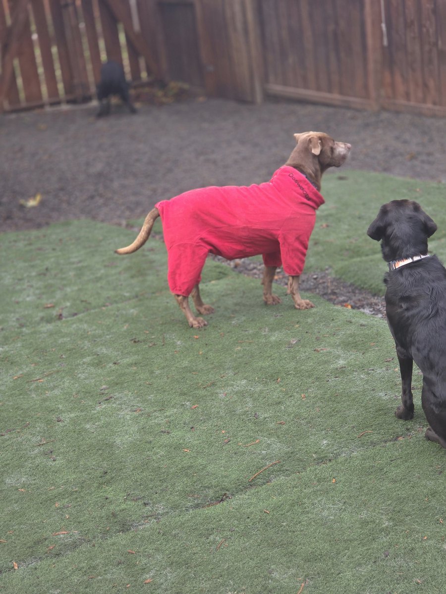Justinpnn65's tweet photo. Cold day in the PNW so some of the dogs are wearing fleece jackets!!

#dogs #rescuedogs #AdoptDontShop #rescue #rescuedog #plotthound #treeingwalkercoonhound #coonhound #doggydaycare #boarding https://t.co/6fR8UqfVyk