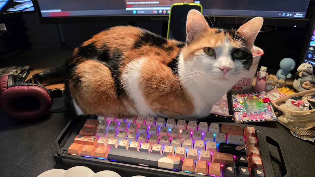 it's Miss Maple's birthday today! she's now 2 years old 🥺🫶

care to say happy birthday to my baby? we're gonna feed her a birthday  churu stick tonight on stream like last year ❤️