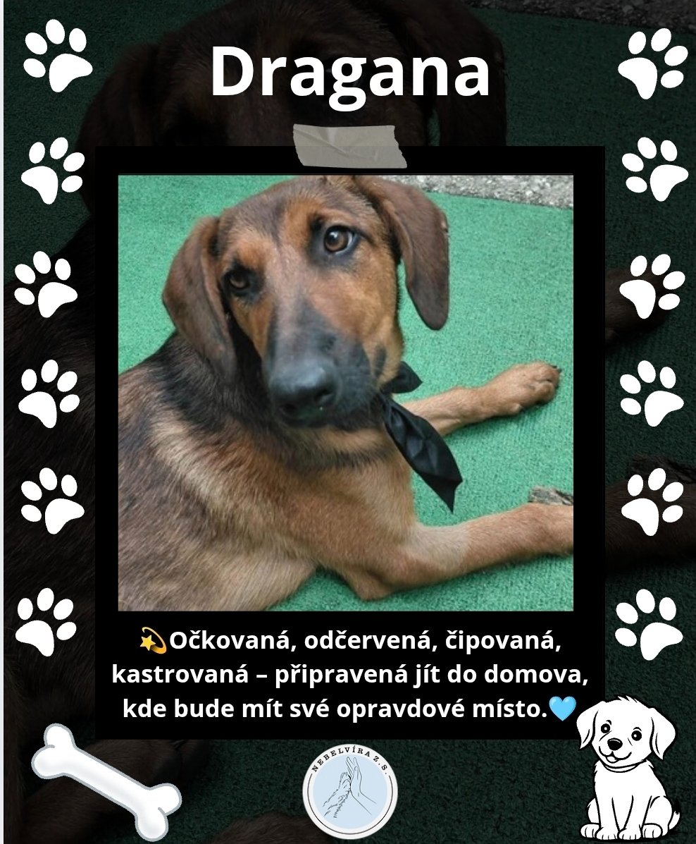 Nebelvirazs's tweet image. VÍCE INFO O PEJSKOVI A DALŠÍ PEJSCI NA NEBELVIRA.INFO

📩 adopce.nebelvira@gmail.com

🩵Pomoc 2502933846/2010

KAŽDÝ LIKE, SDÍLENÍ A FOLLOW POMŮŽE🩵🐕

#adopce #utulek #peskadopci #adoptujnekupuj #adoptuj #pes
#Adopce #PesBezDomova #ZachraňZvíře #nekupujadoptuj