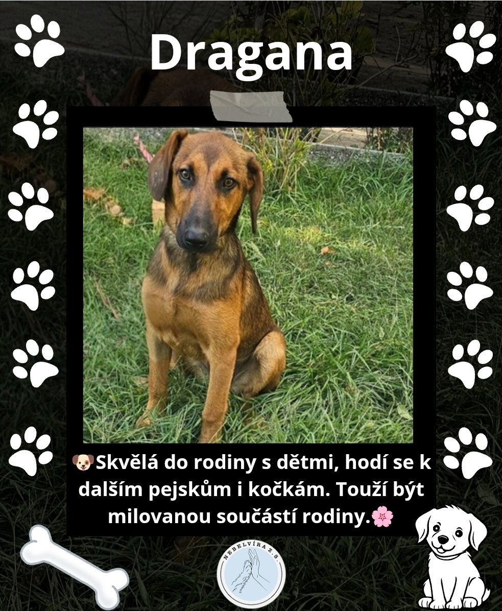 Nebelvirazs's tweet image. VÍCE INFO O PEJSKOVI A DALŠÍ PEJSCI NA NEBELVIRA.INFO

📩 adopce.nebelvira@gmail.com

🩵Pomoc 2502933846/2010

KAŽDÝ LIKE, SDÍLENÍ A FOLLOW POMŮŽE🩵🐕

#adopce #utulek #peskadopci #adoptujnekupuj #adoptuj #pes
#Adopce #PesBezDomova #ZachraňZvíře #nekupujadoptuj