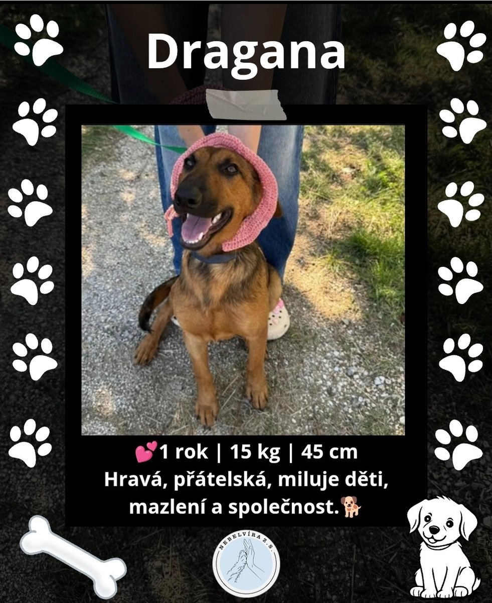 Nebelvirazs's tweet image. VÍCE INFO O PEJSKOVI A DALŠÍ PEJSCI NA NEBELVIRA.INFO

📩 adopce.nebelvira@gmail.com

🩵Pomoc 2502933846/2010

KAŽDÝ LIKE, SDÍLENÍ A FOLLOW POMŮŽE🩵🐕

#adopce #utulek #peskadopci #adoptujnekupuj #adoptuj #pes
#Adopce #PesBezDomova #ZachraňZvíře #nekupujadoptuj