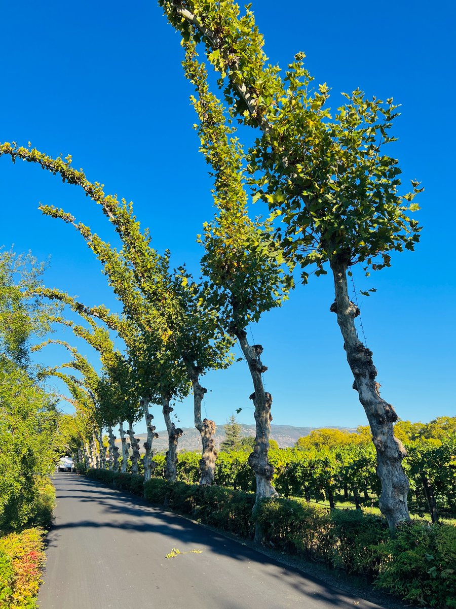 When you ask for ‘just a trim’ and the stylist gets a little too excited. Our sycamores are getting their annual glow-up! 

#PEJUwinery #napavalley #winecountry #rutherford #winery #visitnapavalley #winelover #winetasting #itsfromnapa #napavalleywine #wine