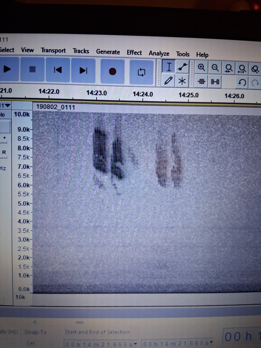 Results of my first #nocmig Session of Autumn 2025 from California cliffs, Norfolk 

Night of 18-19th October