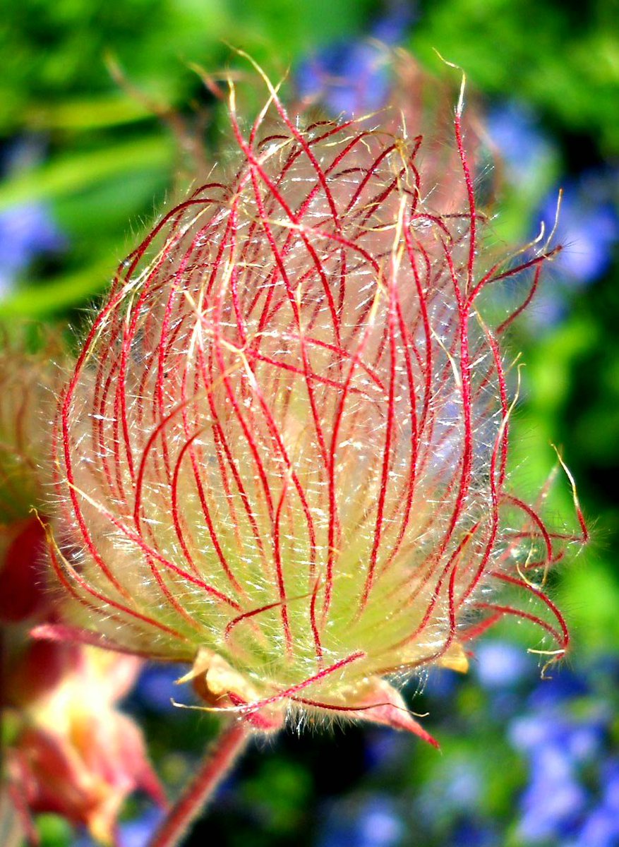 geologyBits's tweet photo. 🟥 🪴 Geum triflorum
Commonly known as prairie smoke, old man's whiskers, or three-flowered avens, is a perennial herbaceous plant in the Rosaceae family, native to North America.

❤️ 🔁 #PrairieSmoke #NativePlants                                                                       

🎞 @NancyBarrett
▶️ Particularly found in prairies, meadows, and open woodlands.

Growth Habit: It forms a low, mounding clump, typically growing 6–18 inches (15–45 cm) tall, with a basal rosette of leaves and erect to nodding flowering stems.

Leaves: The basal leaves are pinnately compound, 4–8 inches long, with 7–17 leaflets that are deeply lobed or toothed, giving a feathery appearance.

Leaves are green, often with a slightly fuzzy texture, and may turn reddish in fall.

Flowers: The plant produces nodding, bell-shaped flowers in groups of three (hence "triflorum") on slender, hairy stems.

Each flower has five pink to purplish-red sepals and small, pale yellow to whitish petals, often tinged pink.

Flowers bloom in spring to early summer (April–June).

Fruit: After flowering, the plant develops distinctive, feathery, pinkish-purple seed heads (achenes) with long, silky styles that resemble smoke or whiskers, aiding wind dispersal.

Root System: It has a deep, fibrous root system, making it drought-tolerant and well-suited to dry, well-drained soils.

Habitat: Prefers full sun to partial shade, thriving in sandy or loamy soils with good drainage.

It is hardy in USDA zones 3–7.
Ecological Role: Attracts pollinators like bees and provides seeds for birds. Its seed heads add ornamental interest to gardens.