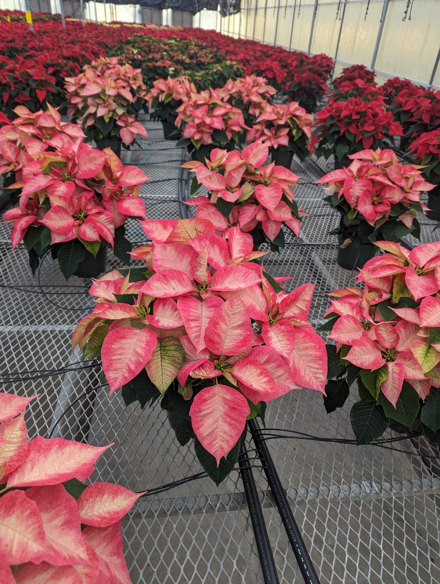 Rows and rows of poinsettias are thriving inside our very own Fort Wayne greenhouse—and we’re counting down the days until they make their way to all McNamara Florist locations!⁠