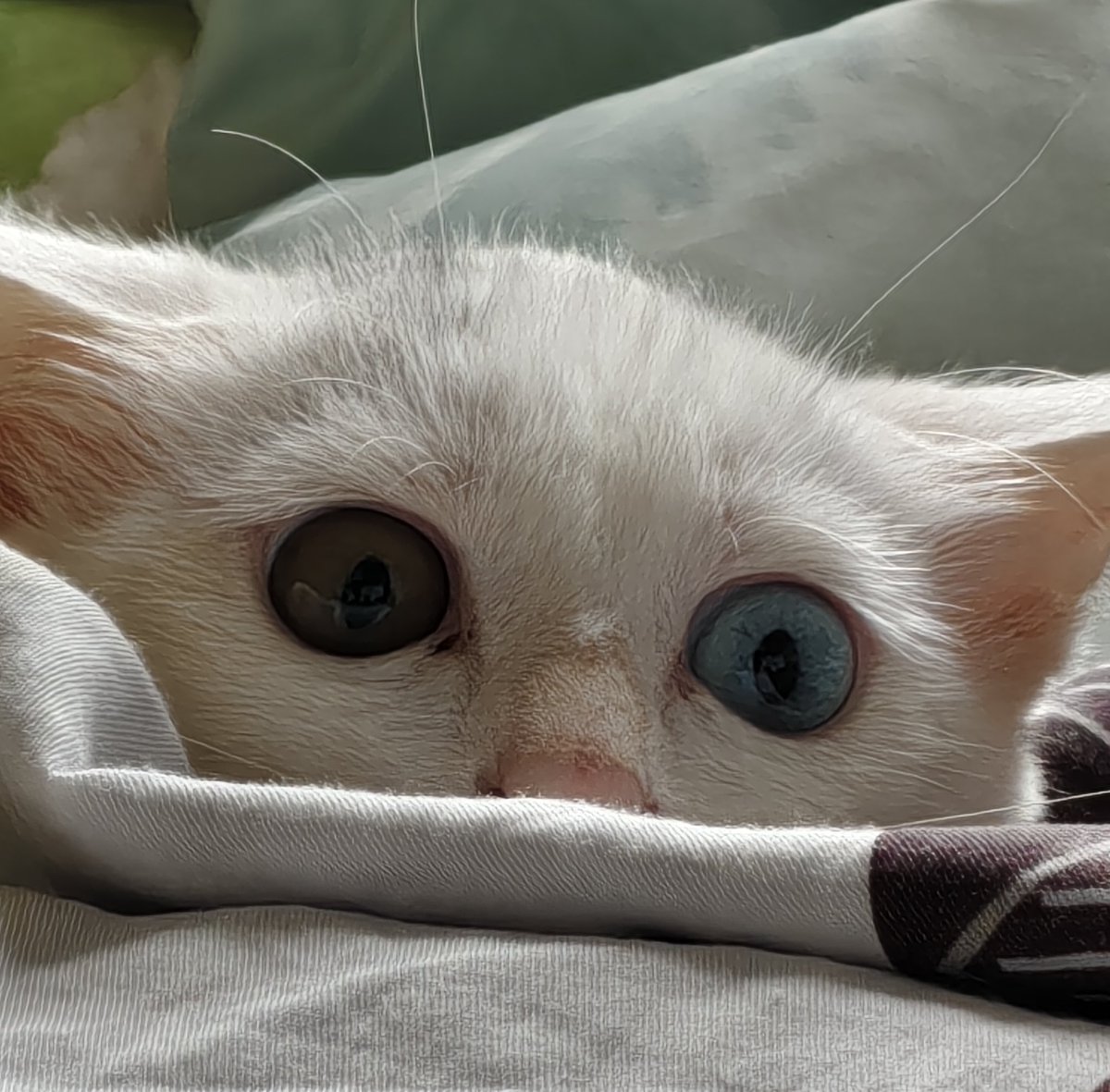 是什么让猫猫做出这样的表情呢~