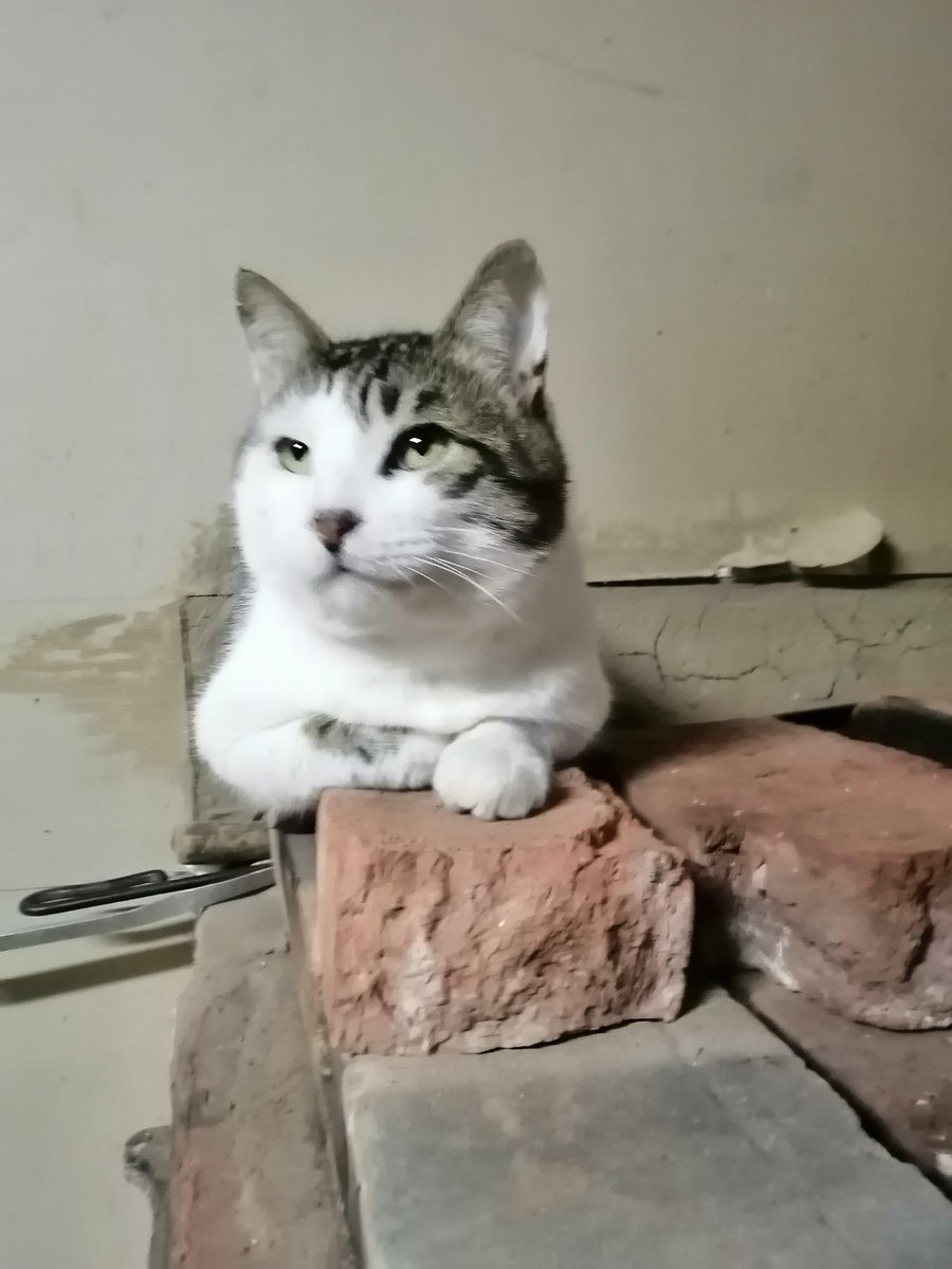 Угадайте кто самый мерзлявый коть)