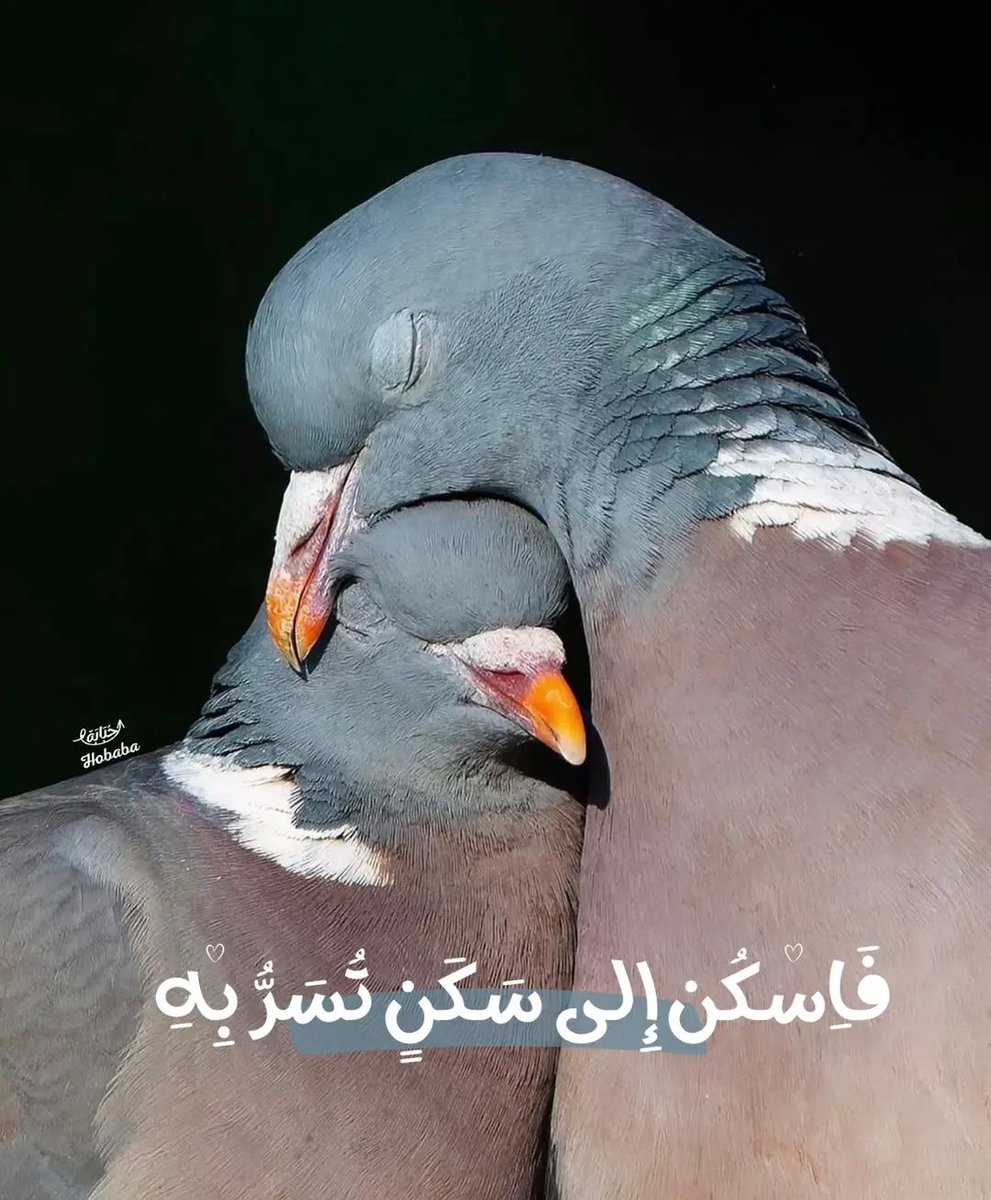 GhzIiat's tweet photo. فاسكن إلى سكن تُسر به! https://t.co/YdSmftWW9l