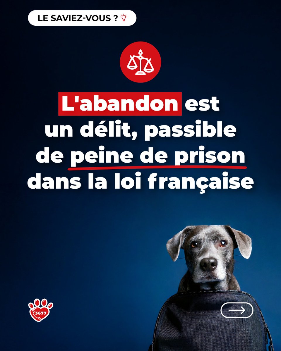 💡 𝗟𝗘 𝗦𝗔𝗩𝗜𝗘𝗭-𝗩𝗢𝗨𝗦 ? 💡

Parce qu’aimer et protéger les animaux, c’est aussi mieux les connaître, nous continuons notre série de posts pédagogiques pour rappeler leurs droits… et nos devoirs envers eux.