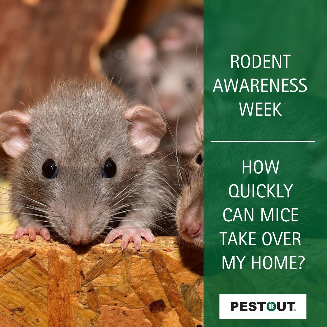 PestOutHR's tweet image. Mice can breed exceptionally fast – a female can give birth 5-10 times per year with up to 14 pups per litter. 🐀😱

While they can be difficult to eradicate, we can help! Call today to learn how! ☎️

757-737-8688
pestout.com/blog/2023/dece…

#PESTOUT #RodentAwarenessWeek