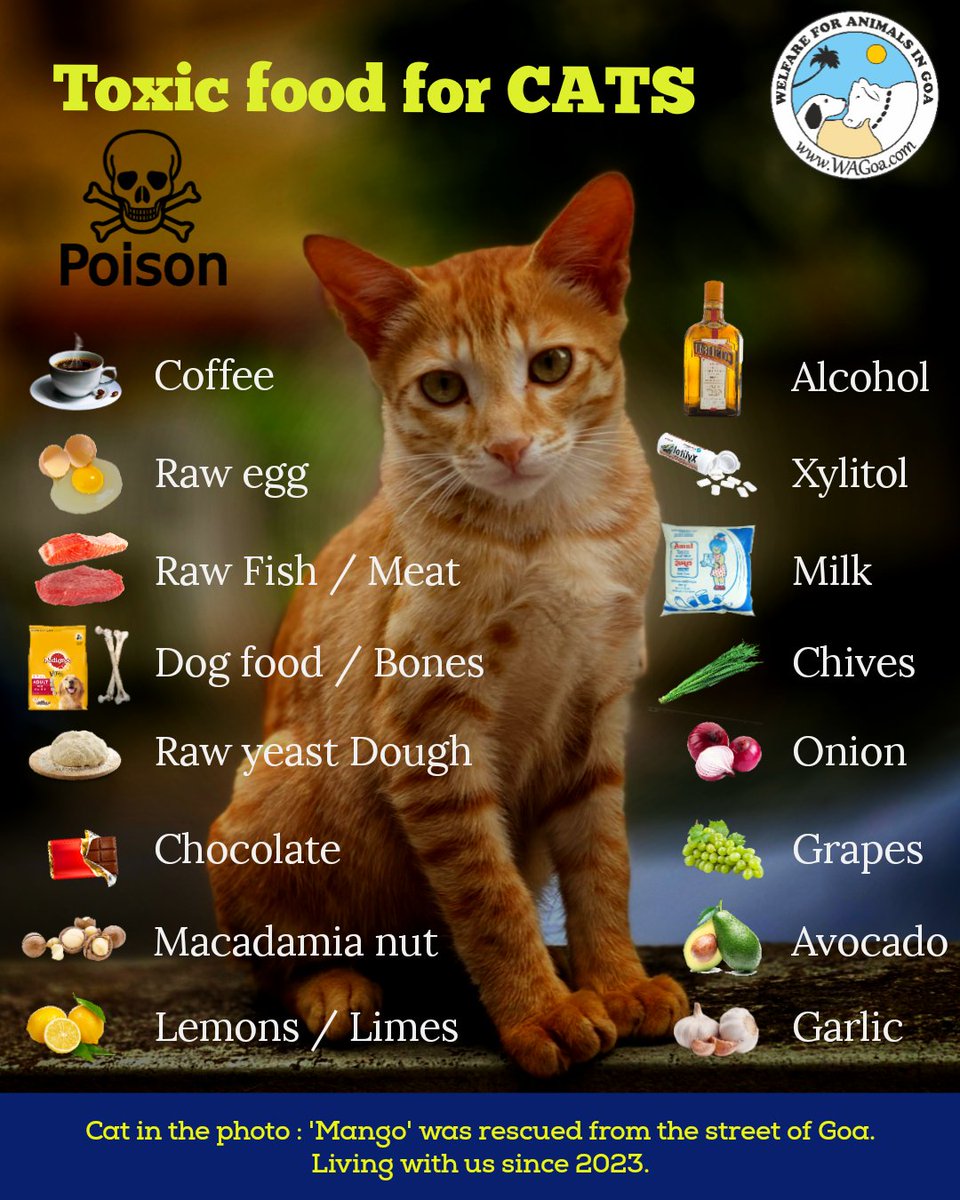 Please SHARE, this can save a cat's life 🐾
Toxic food for CATS 😺 
#Cat #advice #AnimalLovers #toxicfoods #SafetyFirst ggos
