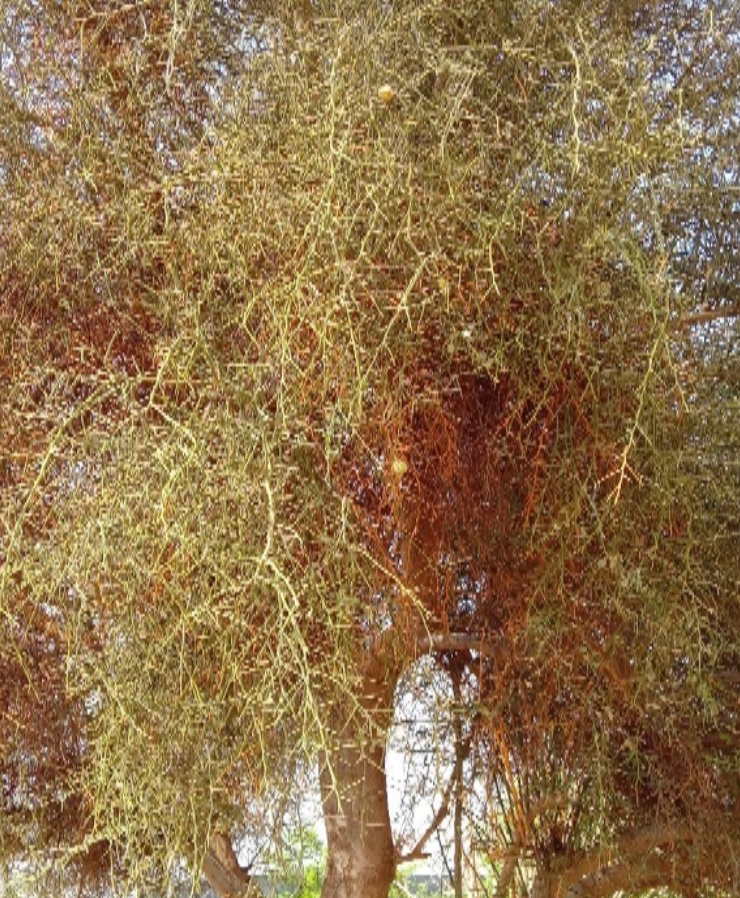 Ruralities52's tweet photo. 🍏 The Badilly Cooperative in Aleg unites 100 women producing Toogga oil &amp; soap from the local Teichett tree. 🌿 Though production is seasonal, their work shows how women’s cooperatives drive sustainable value creation.

🔗 Read more: https://t.co/CUsLiAlrEp

#RURALITIES https://t.co/AnIQoHhAvD
