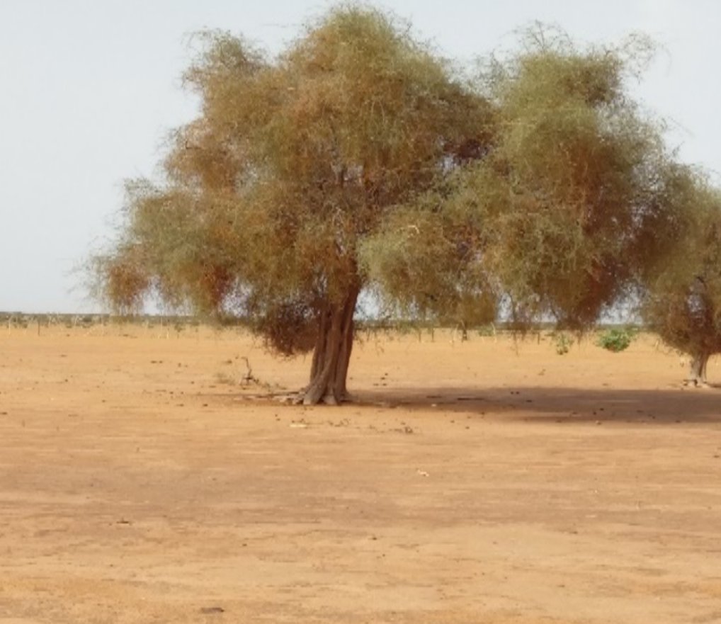 Ruralities52's tweet photo. 🍏 The Badilly Cooperative in Aleg unites 100 women producing Toogga oil &amp; soap from the local Teichett tree. 🌿 Though production is seasonal, their work shows how women’s cooperatives drive sustainable value creation.

🔗 Read more: https://t.co/CUsLiAlrEp

#RURALITIES https://t.co/AnIQoHhAvD