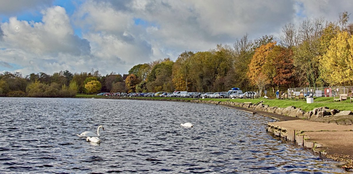 DougieCoullPix's tweet photo. Few from this morning 😌

#castlesemple #swan #wildlife #photography #nature #birds #watersport #lochwinnoch #autumn https://t.co/WcLJkTAGno
