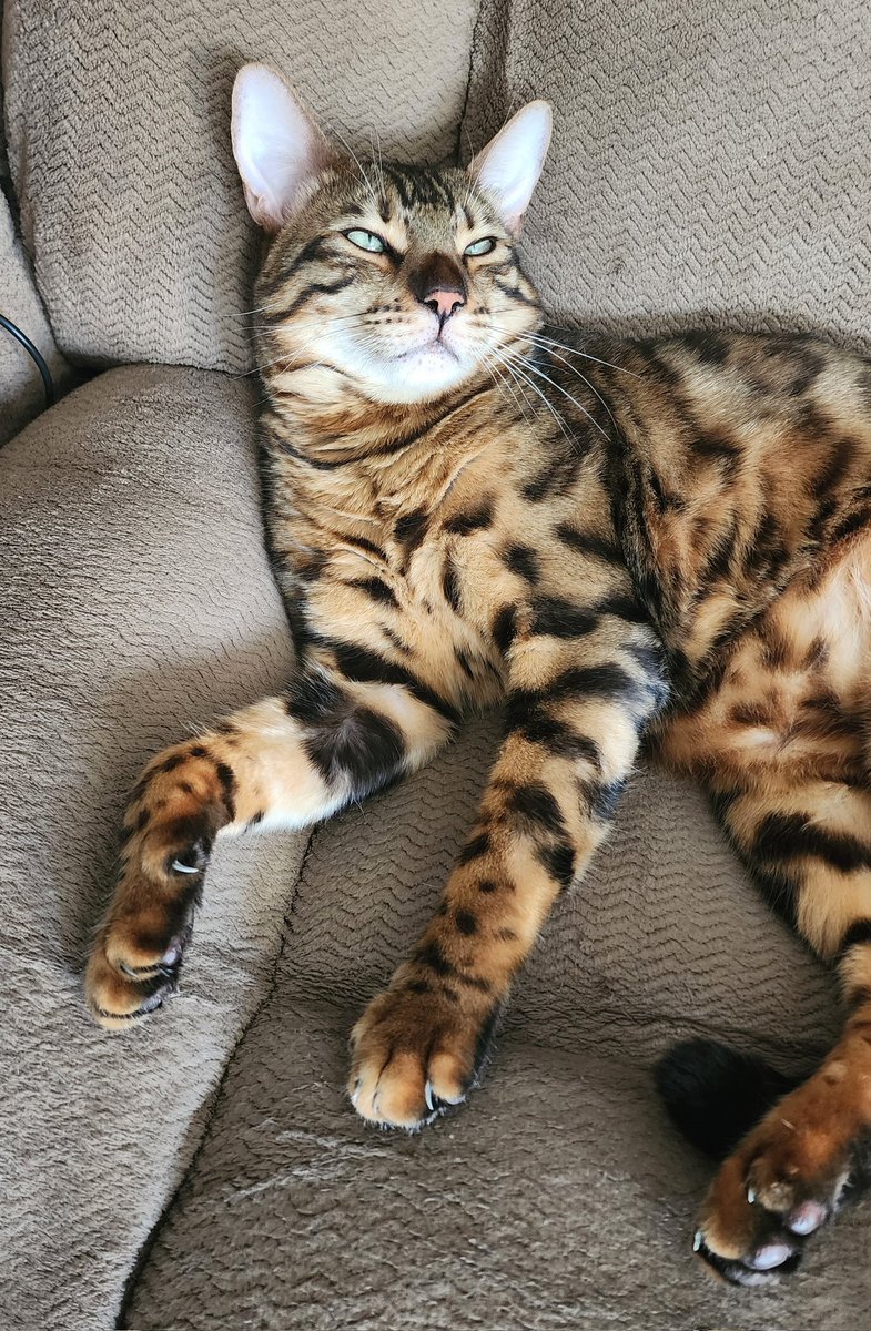 His majesty surveying the kingdom from his plush throne. 👑 🐆  🐾 

#CatsOfX #CatLovers
#TeamBengal