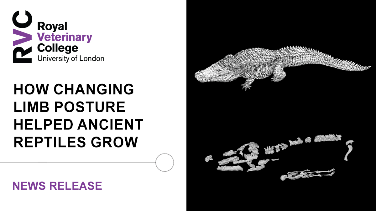 🦎 New collaborative research from the RVC, the Institute of Vertebrate Paleontology and Paleoanthropology, and Clemson University has revealed how more upright limb postures helped ancient reptiles overcome the biomechanical constraints of body size.

➡️rvc.uk.com/ancient-reptil…