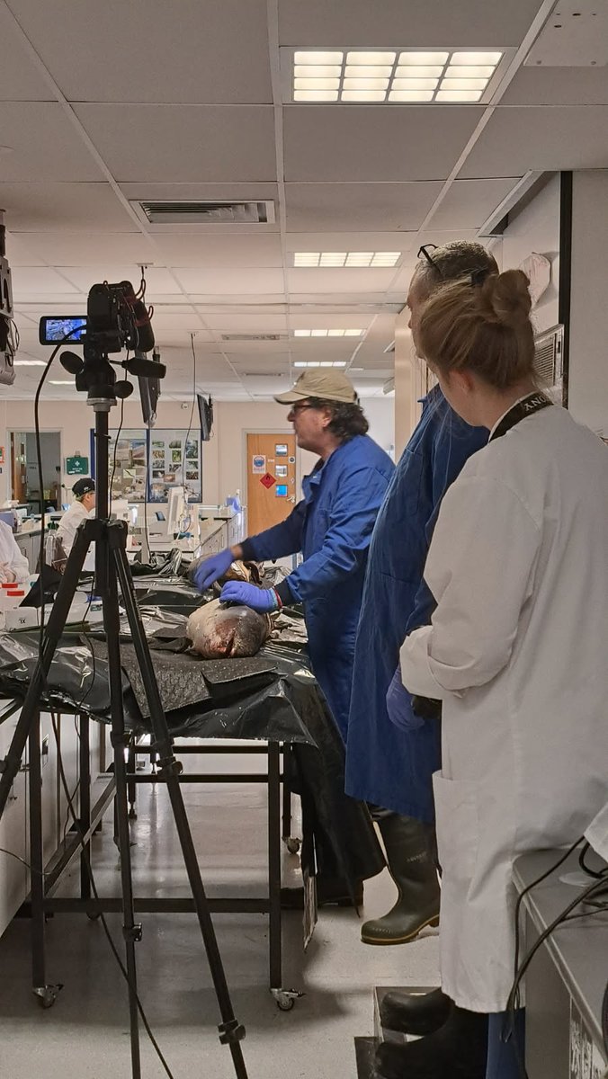 strandings_man's tweet image. Heading back to @ZSLScience after a day carrying out demonstration #CSIOfTheSea exams on a harbour porpoise and a Risso&apos;s dolphin calf for students at @BangorUni with my CSIP colleague @MatthewWestfie3. Many thanks to @MariannaKimient and Stef Krafft for hosting us!