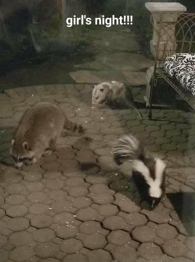 Why you should have a Raccoon tweet media