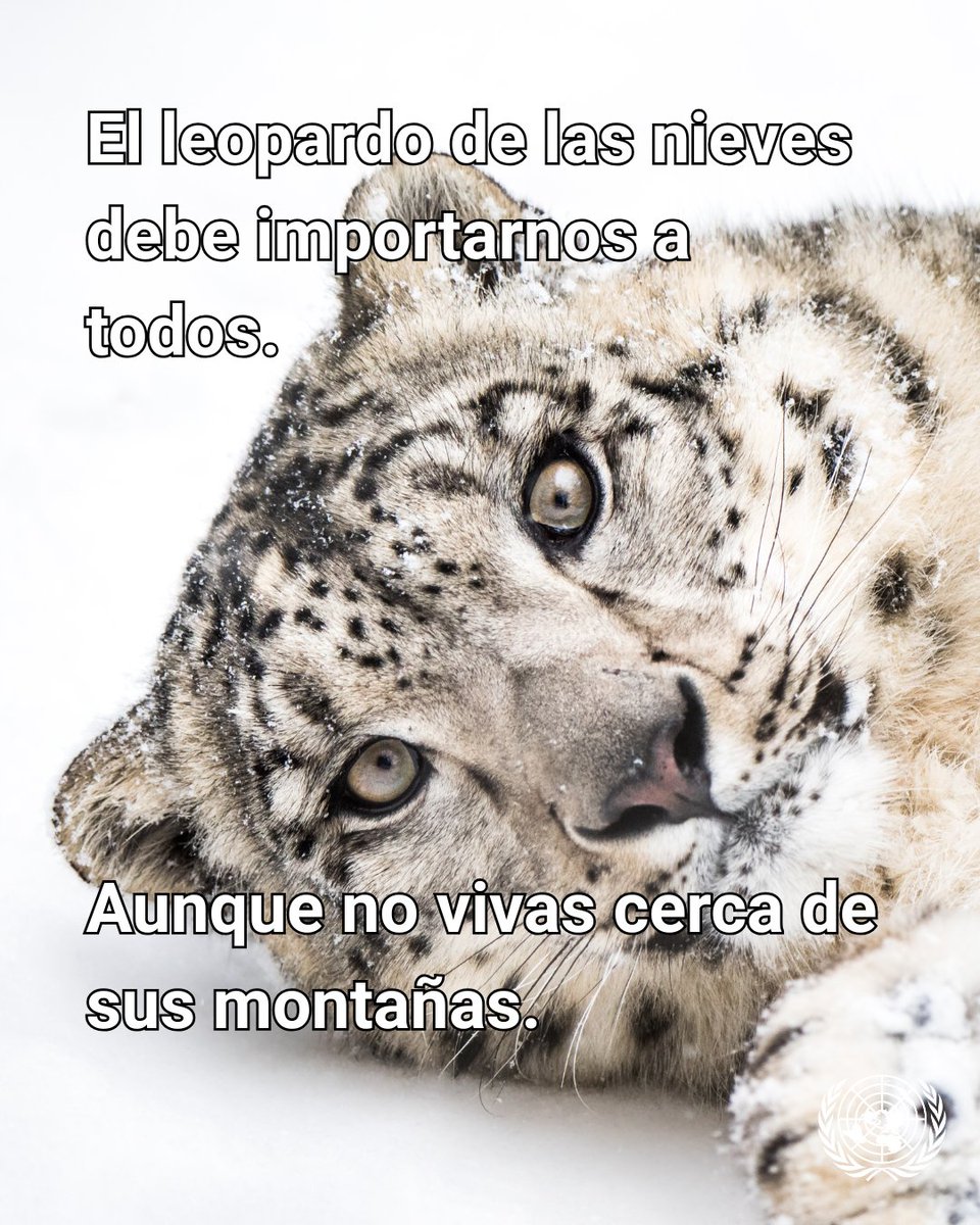 El leopardo de las nieves habita en las altas montañas de Asia, pero su rol en la biodiversidad y el equilibrio climático nos afecta a todos.

Protegerlo es proteger ecosistemas que sostienen vida en todo el planeta.

Es el #DíaDelLeopardoDeLasNieves