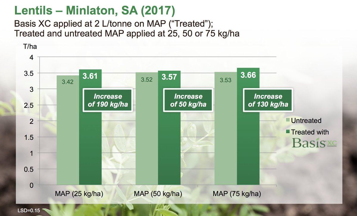In this lentil trial from Minlaton, South Australia, treating MAP fertiliser with Basis XC led to higher lentil yields, with increases ranging from 50-190 kg/ha compared to untreated. hubs.la/Q03PlxTJ0