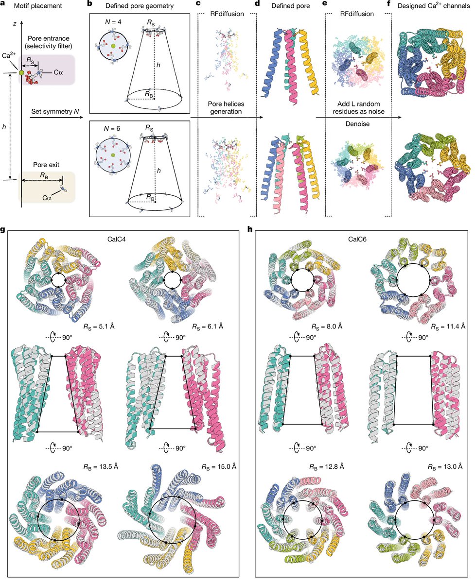 aipulserx's tweet image. 🚀🚀David Baker paper from @Nature is here👇👇
What if we could design calcium-selective ion channels from scratch by precisely positioning atoms at their selectivity filters?@UWproteindesign 
"Bottom-up design of Ca2+ channels from defined selectivity filter geometry"
•…