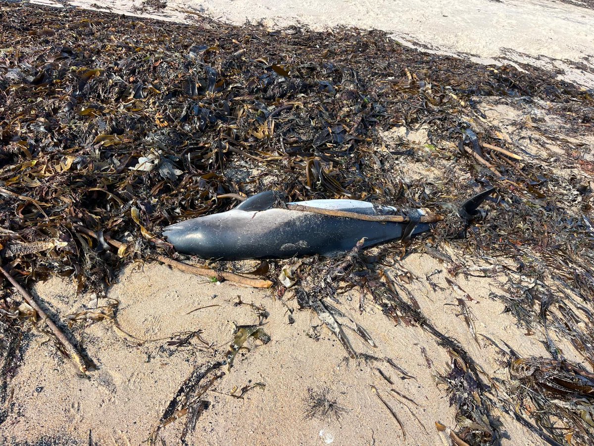 strandings_man's tweet image. Heading back to @ZSLScience after a day carrying out demonstration #CSIOfTheSea exams on a harbour porpoise and a Risso&apos;s dolphin calf for students at @BangorUni with my CSIP colleague @MatthewWestfie3. Many thanks to @MariannaKimient and Stef Krafft for hosting us!