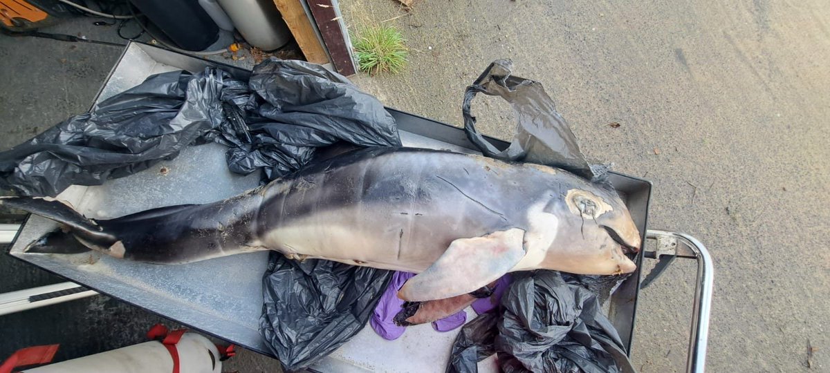 strandings_man's tweet image. Heading back to @ZSLScience after a day carrying out demonstration #CSIOfTheSea exams on a harbour porpoise and a Risso&apos;s dolphin calf for students at @BangorUni with my CSIP colleague @MatthewWestfie3. Many thanks to @MariannaKimient and Stef Krafft for hosting us!