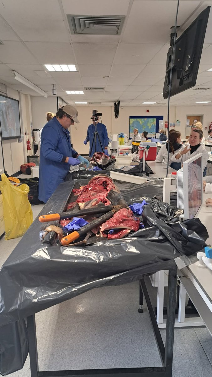 strandings_man's tweet image. Heading back to @ZSLScience after a day carrying out demonstration #CSIOfTheSea exams on a harbour porpoise and a Risso&apos;s dolphin calf for students at @BangorUni with my CSIP colleague @MatthewWestfie3. Many thanks to @MariannaKimient and Stef Krafft for hosting us!