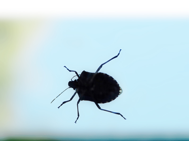 Es geht immer wieder darum, 
dass ich die Welt nicht so sehe, 
wie sie ist, 
sondern so 
wie ich sie haben möchte. 
Ich mach die Augen vor der Wirklichkeit zu. 
Ich wünsche und träume und will nicht sehen, 
was tatsächlich ist – jetzt.