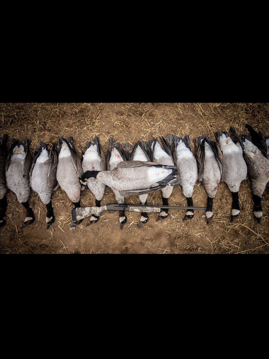 Stacking Canadas like there is no tomorrow