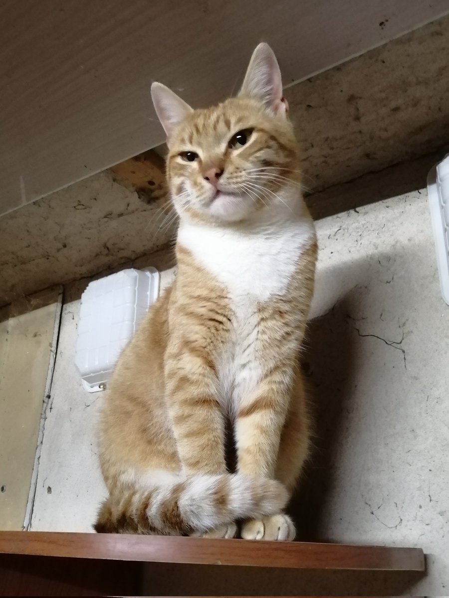 А этому тыковке никто бочок не откусит, потому что он сам кому хошь бочок откусит