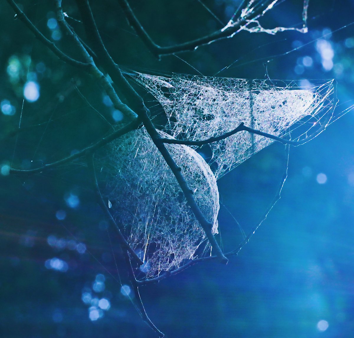 FeeLerLing's tweet image. Good evening, X-ers🌧️

 #WednesdayNight #OctoberVibes