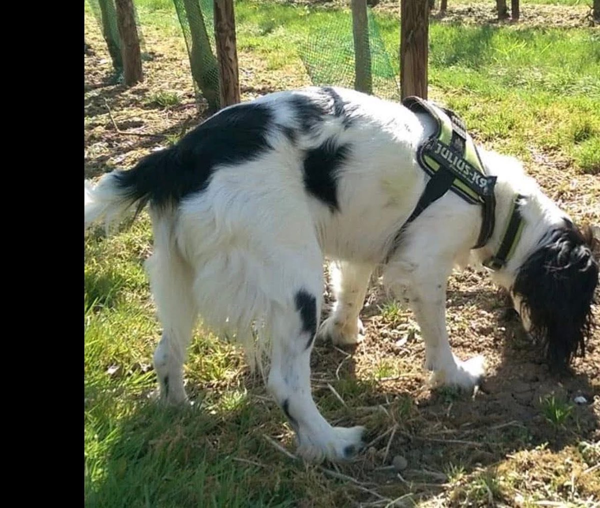 rosieDoc2's tweet image. #SpanielHour 
“Please help me find my dog!”
Such sad words and we’ve failed her 
MOLLY missing on a walk 
#Kent #DA12 19/6/25 
VERY NERVOUS 
Female #Sprocker white&black 
doglost.co.uk/dog/198757
Lost from Brewers Wood, #Shorne,  19/6/25
@Kent_Online @kentlivenews @qu1ncey