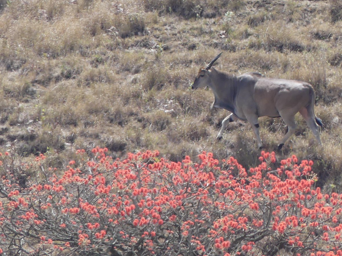 PhotosForTrees's tweet image. Some of the amazing things one can see in the cloud forests of the Kyulu hills in Kenya. #ObservationOfTheDay @inaturalist