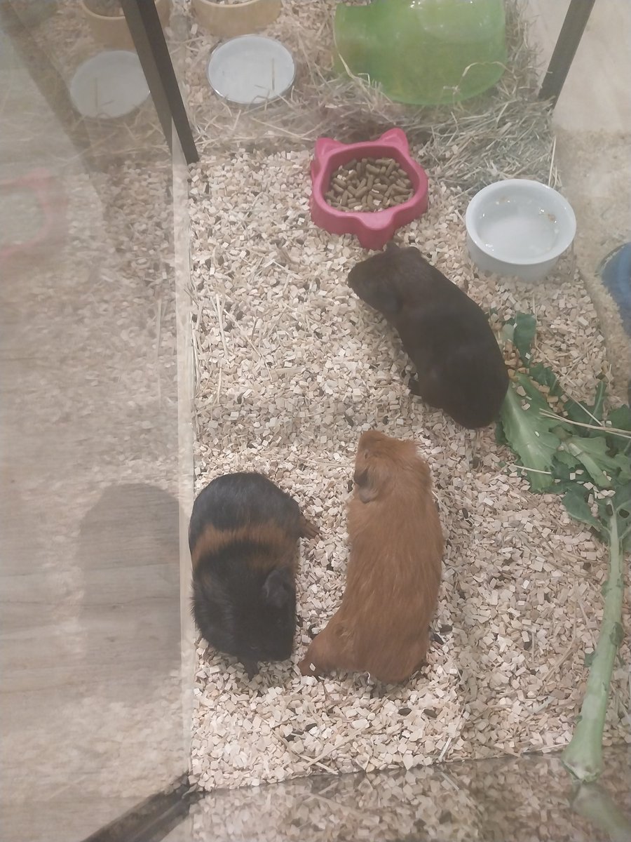 morbidwave's tweet image. Pics I took at the petshop today
