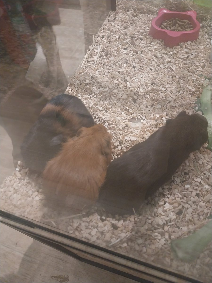 morbidwave's tweet image. Pics I took at the petshop today
