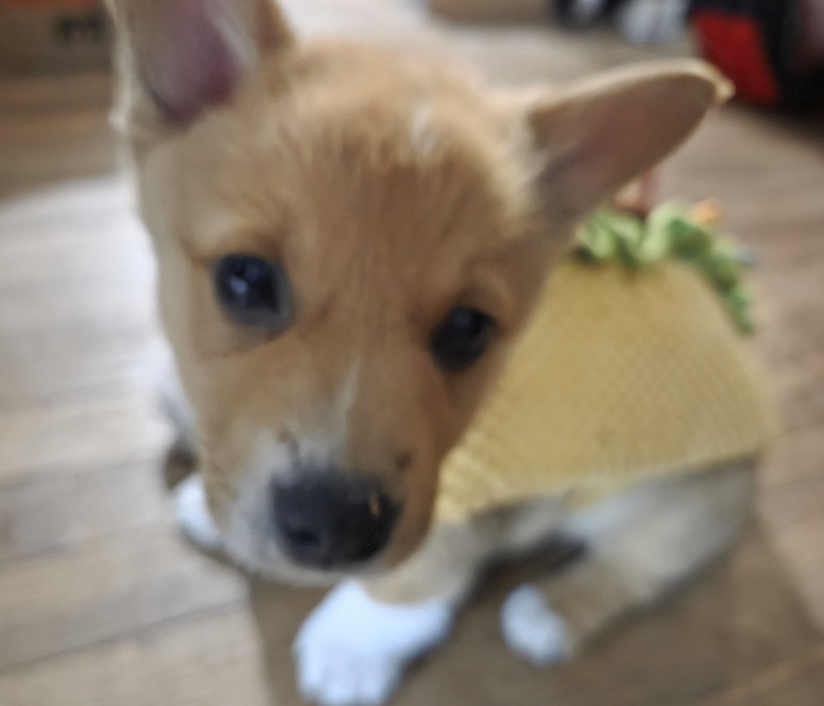 Everyone say Hi to my new Grand dog. This is Biskit the Corgi.