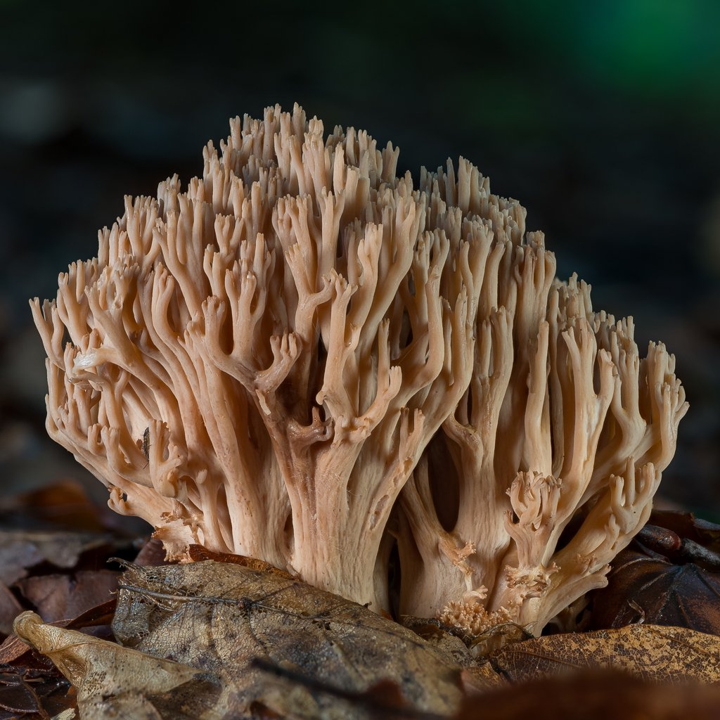 LukesMushrooms's tweet photo. Three different coral mushroom species from the previous weeks, including some closeups. I know the first "pinkish" one is Ramaria botrytis, the rest I don't know.
🌍 Ramaria sp.
🇬🇧 Coral mushroom
🇩🇪 Koralle
🇨🇿 Kuřátka
🇸🇰 Strapačka
🇵🇱 Koralówka
#ramaria #coralmushroom #mushrooms https://t.co/dm0NSG4Iod